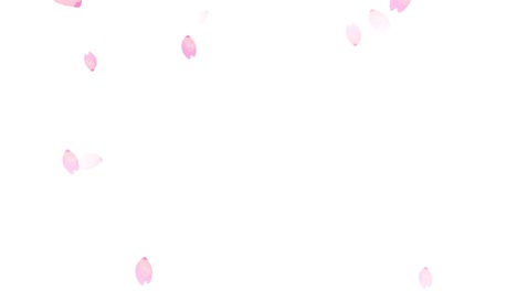 aquarela de flores de cerezo con pétalos que caen y se enroscan.