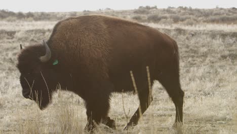 Bison-Im-Gegenlicht,-Der-Im-Slomo-Läuft-Und-Isst,-Während-Die-Kamera-Im-Vordergrund-Läuft