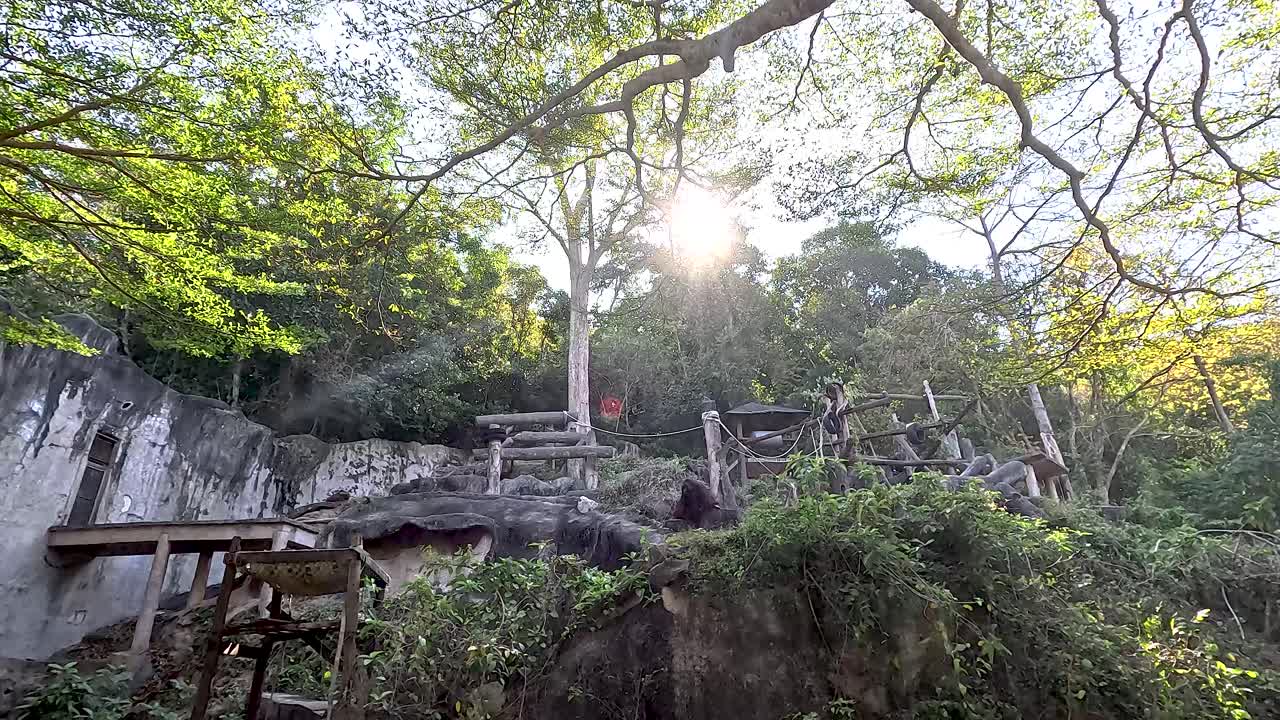 오랑우탄 이 자연적 인 동물원 환경 을 탐험 하고 있다