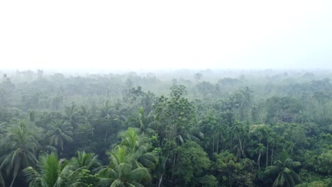 Mañana-Brumosa-En-El-Bosque-Profundo