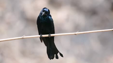 Der-Haarhauben-Drongo-Oder-Ist-In-Asien-Ein-Vogel-Aus-Der-Familie-Der-Dicruridae,-Der-Mit-Dicrurus-Bracteatus-Oder-Spangled-Drongo-Konspezifisch-War,-Bei-Dem-Es-Schwierig-Sein-Kann,-Ihn-Voneinander-Zu-Unterscheiden