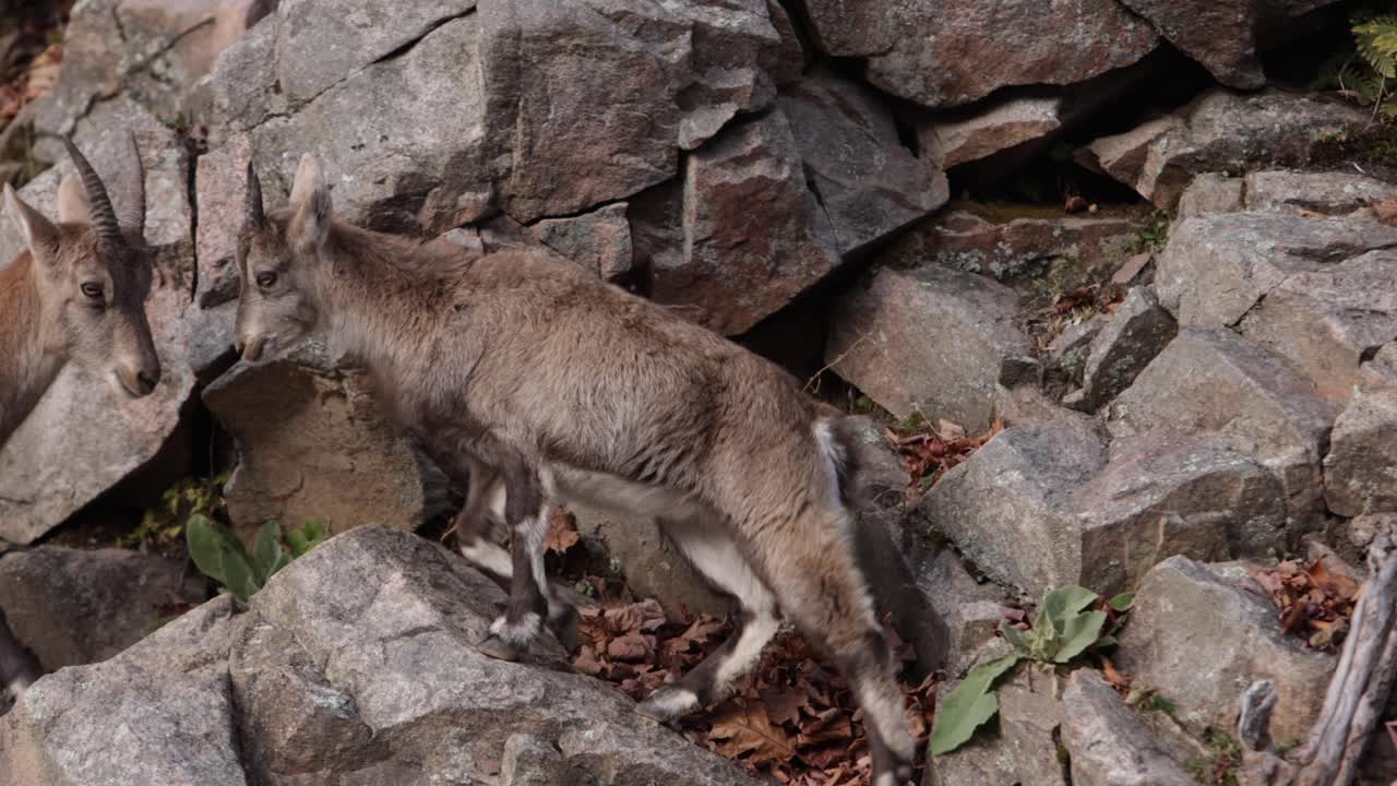capra di montagna bambino scivola e perde l'equilibrio sulla roccia con pianta slomo
