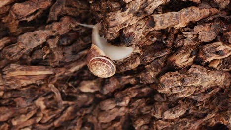 white snail enjoying a crawl