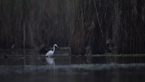 gran garceta blanca en pantano