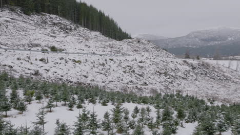 plantación de árboles de navidad en las montañas escandinavas en un día de nieve