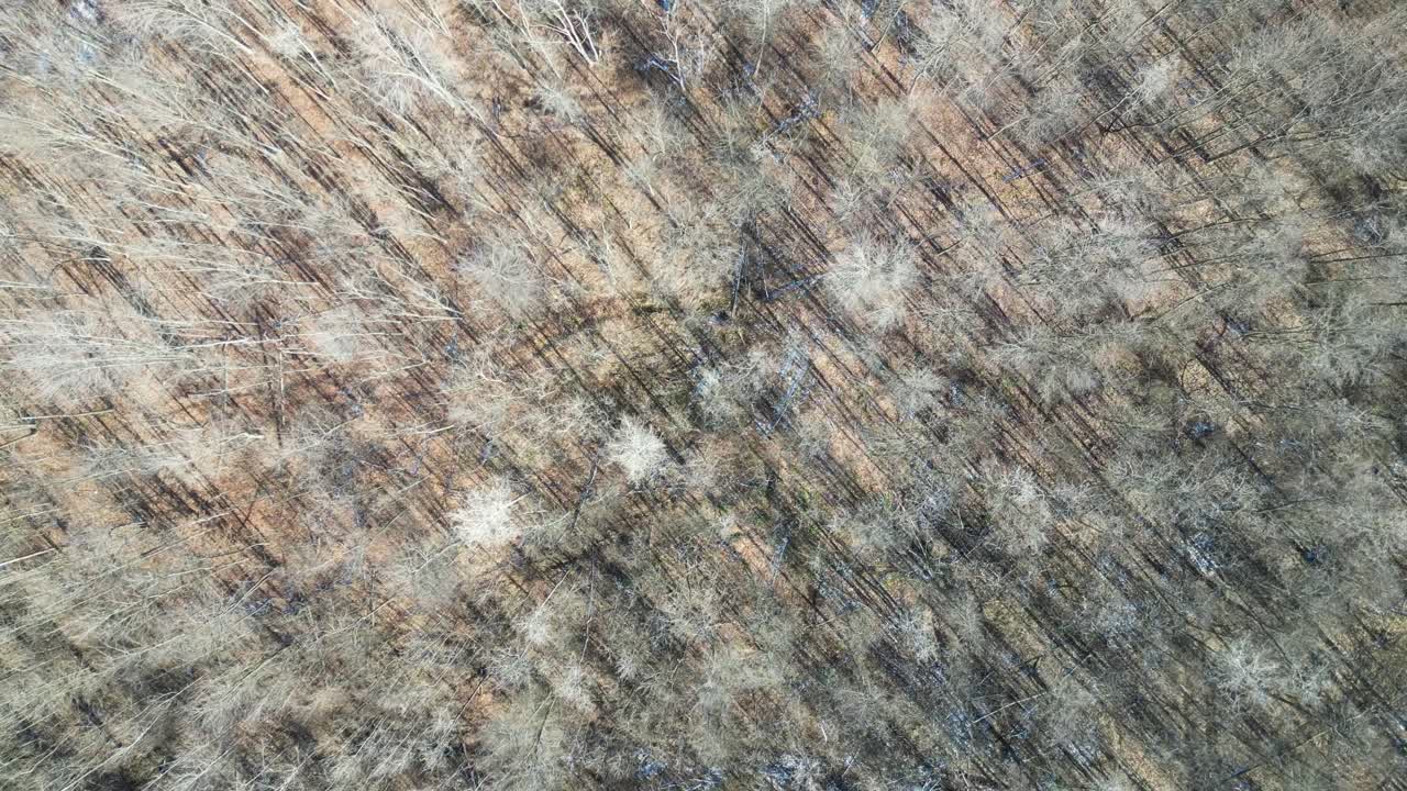 un dron de arriba hacia abajo de un árbol de invierno muerto en un campo mientras vuela sobre