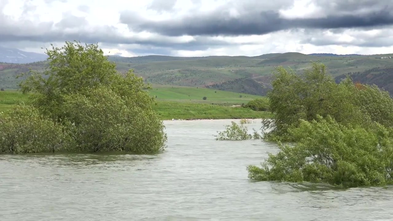 Alberi verdi allagati in un lago calmo sotto un cielo nuvoloso