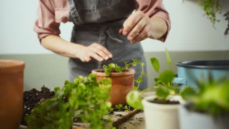 crop female gardener planting kiereweed