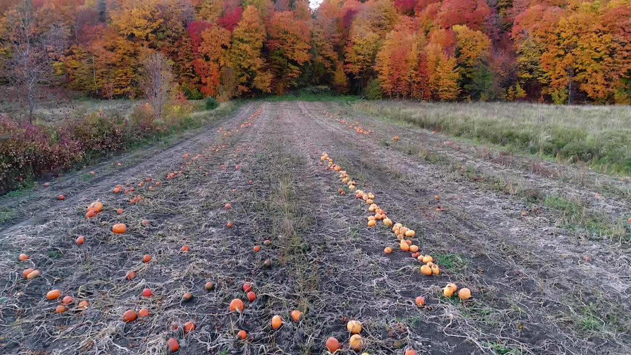 un huerto de calabazas rodeado por un bosque colorido