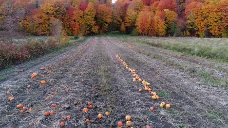 a pumpkin patch surrounded by a colorfull forest