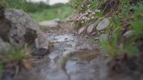 person with a dog walking with reflection in a puddle in forest ground