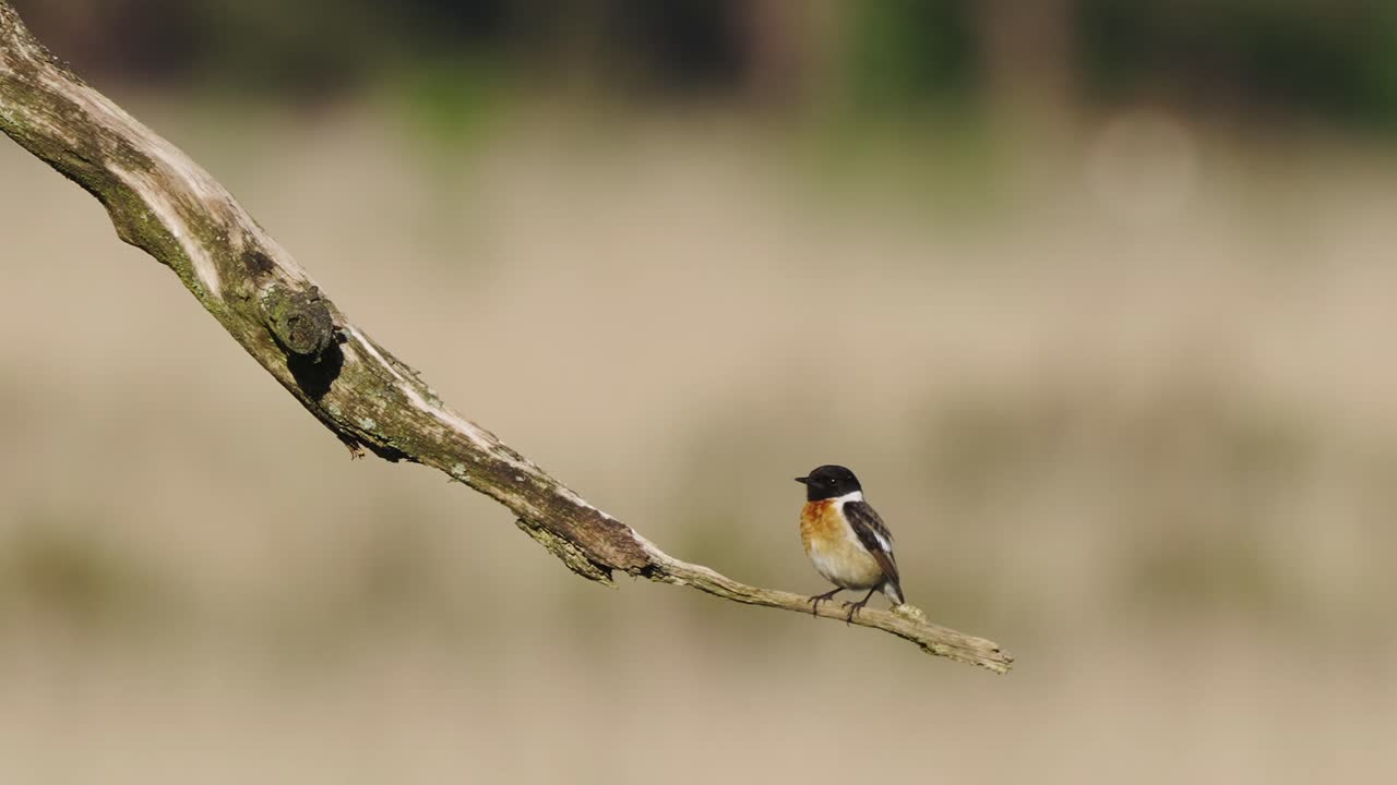 마른 가지 나무, 흐린 배경, 하루에 쉬고 유럽 stonechat 새