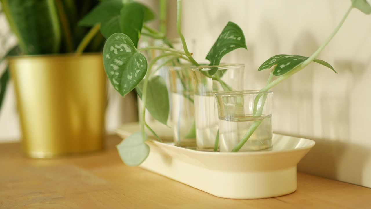 水中で発根中の観葉植物の挿し木のクローズアップ