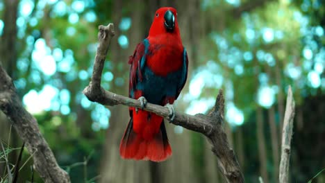 loro rojo eclectus roratus con plumas verdes en el hábitat habitual con hierba verde y expansión