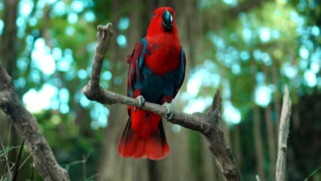 parrot red eclectus roratus with green feathers in the usual habitat with green grass and sprawl