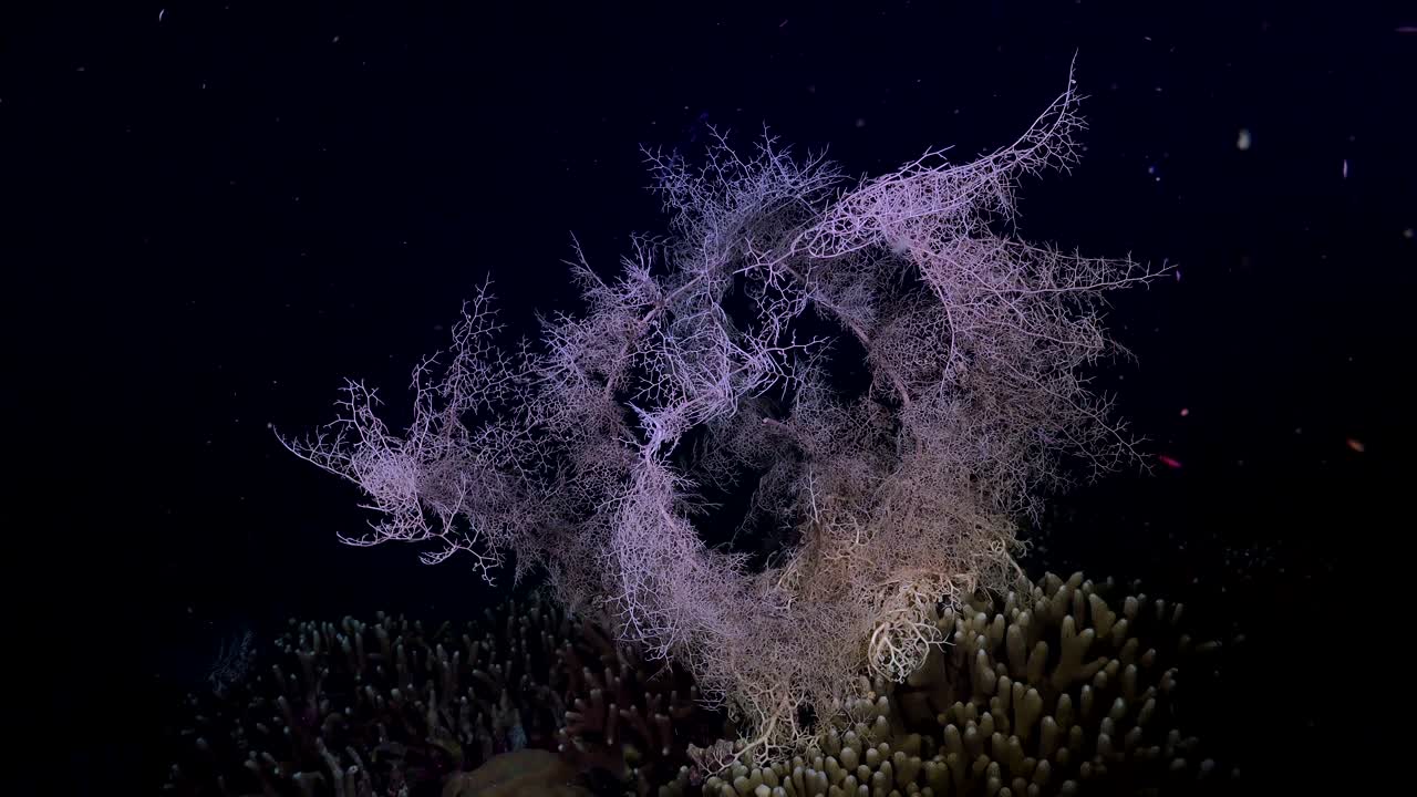 cesta rosa estrella ondeando tentáculos en el arrecife de coral por la noche