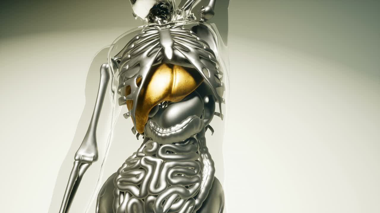 모든 장기와  ⁇ 를 포함한 인간 간 모델