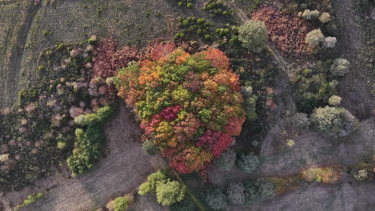 Autumn colors in small forest