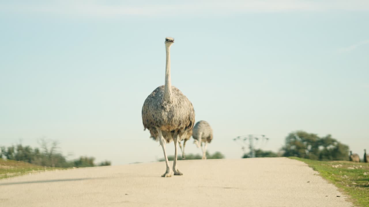 Female ostrich walking on a road in safari park