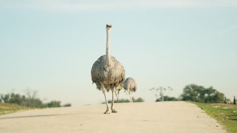 female ostrich walking on a road in safari park