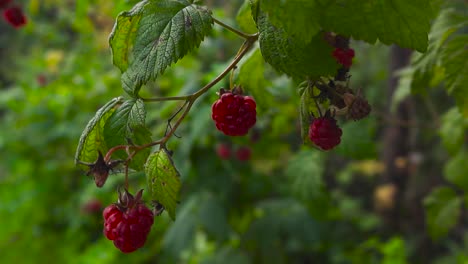 close up footage of red ripe, fresh and delicious raspberries hanging on a raspberri green leafy bush during a summer or autumn day in a garden with bokeh blurry background visible. berries in focus