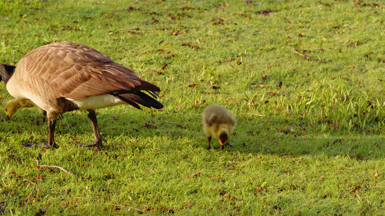 Newly hatched geese discover the world through land and water in slow-mo.