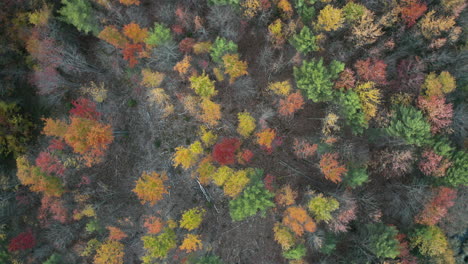 Aerial-Spiral-Up-Footage-of-lush-foliage-swaying-in-the-wind