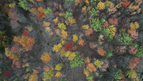 aerial spiral up footage of lush foliage swaying in the wind