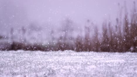Beautiful-Snow-Fall-on-Peaceful-Empty-Meadow,-Slow-Motion