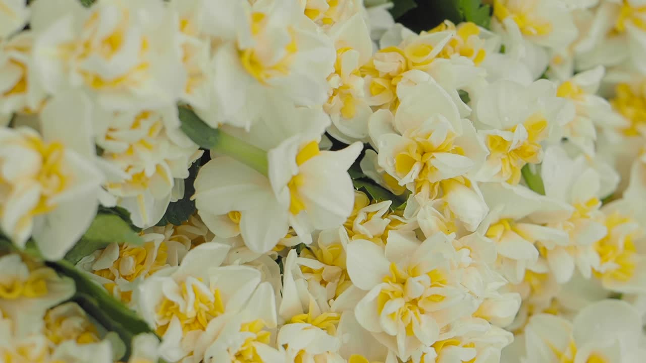 Close-up of a bouquet of white and yellow daffodils
