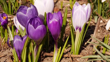 spring flowers close up crocuses and snowdrops