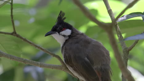 bulbul de bigotes rojos primer plano retrato 2