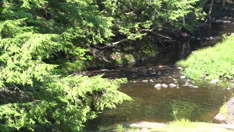 Abundant-vegetation-on-a-beautiful-day