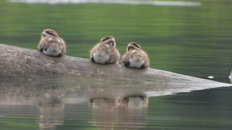 Pfeifende-Ente---Küken---Vögel---Teich-