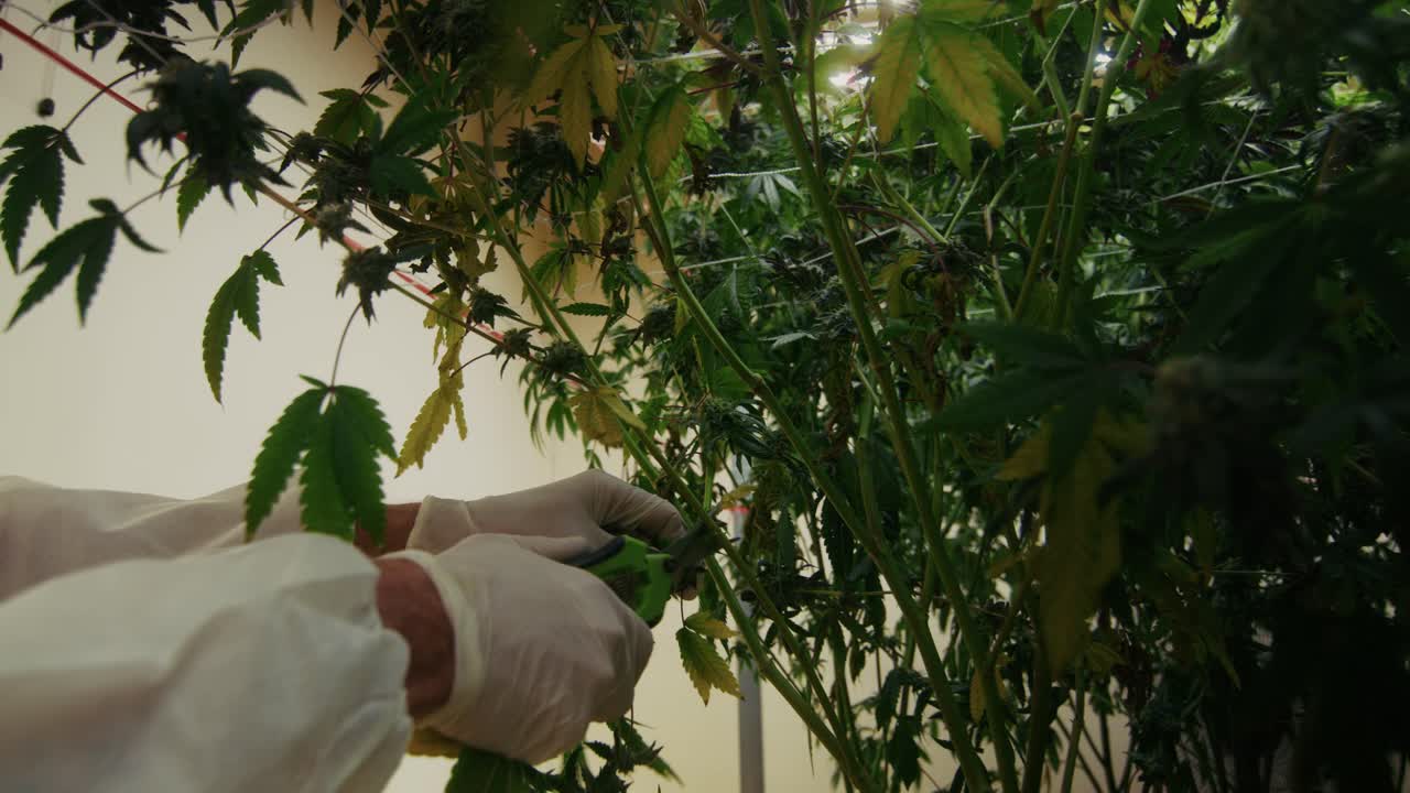 Cannabis Cultivation in a Grow Room