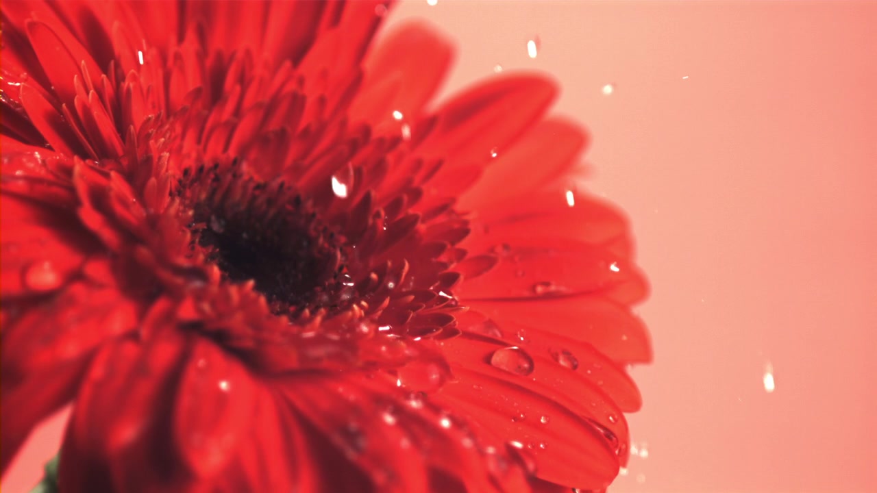 Gerbera rossa vibrante con goccioline d'acqua al rallentatore