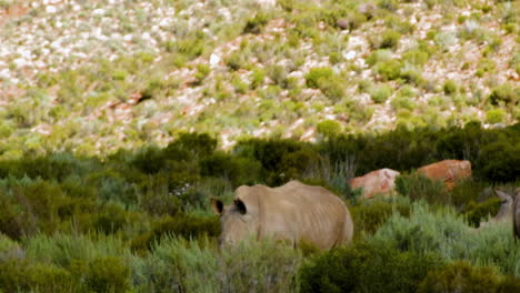 Southern-white-rhino-walking-between-green-bushes,-African-wildlife