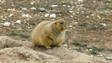 Prairie-Dog-in-Lubbock-Texas.-4K.-January-2024