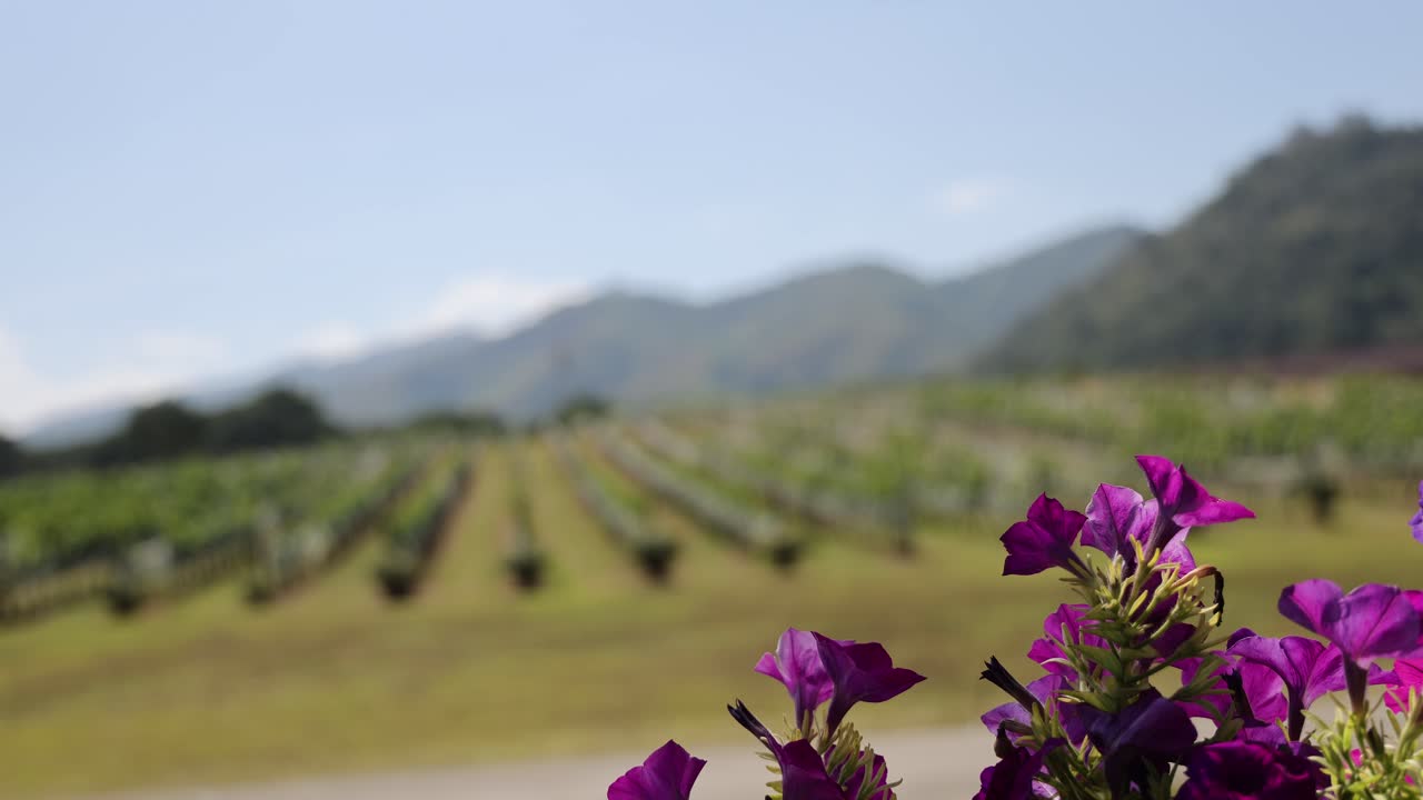 flores púrpuras en foco con fondo de viña