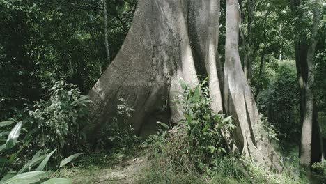 Amazonian-Tree-Dolly-Movement,-seen-from-the-bottom-to-upwards