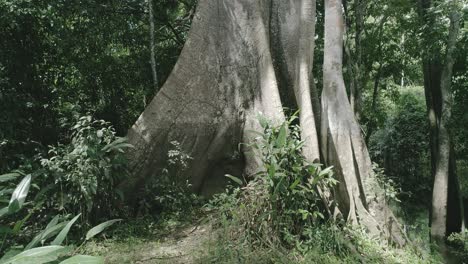 amazonian tree dolly movement, seen from the bottom to upwards