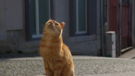 adorable ginger tabby cat sitting and looking up during sunny daytime. close-up shot