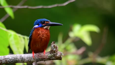 藍耳金魚 (blue-eared kingfisher) 是泰國的一種小金魚,因其可愛的藍耳而受到鳥類攝影師的歡迎,