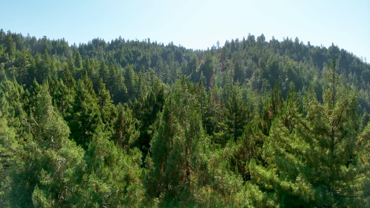 Rising drone shot of the northern California forest, filled with lush green trees