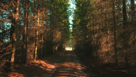 Alley-In-The-Forrest--dolly-shot-slow-motion