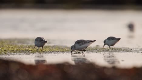 Telephoto-shot-of-three-sanderlings-foraging-along-intertidal-coastal-zone