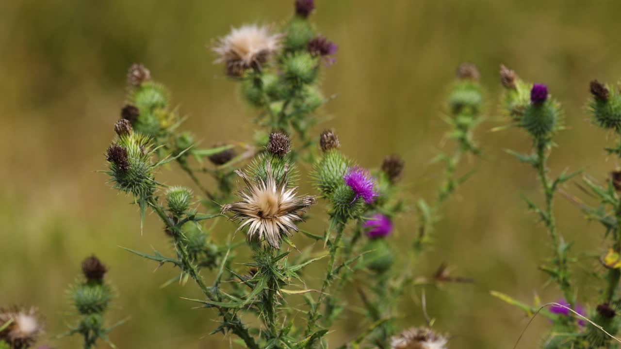 Thistles swaying slightly in a field