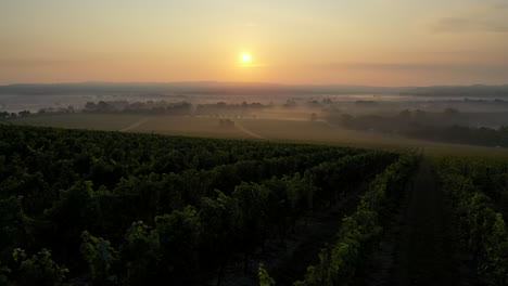 Aerial-shot-low-flying-over-misty-vineyard-at-sunrise-4K