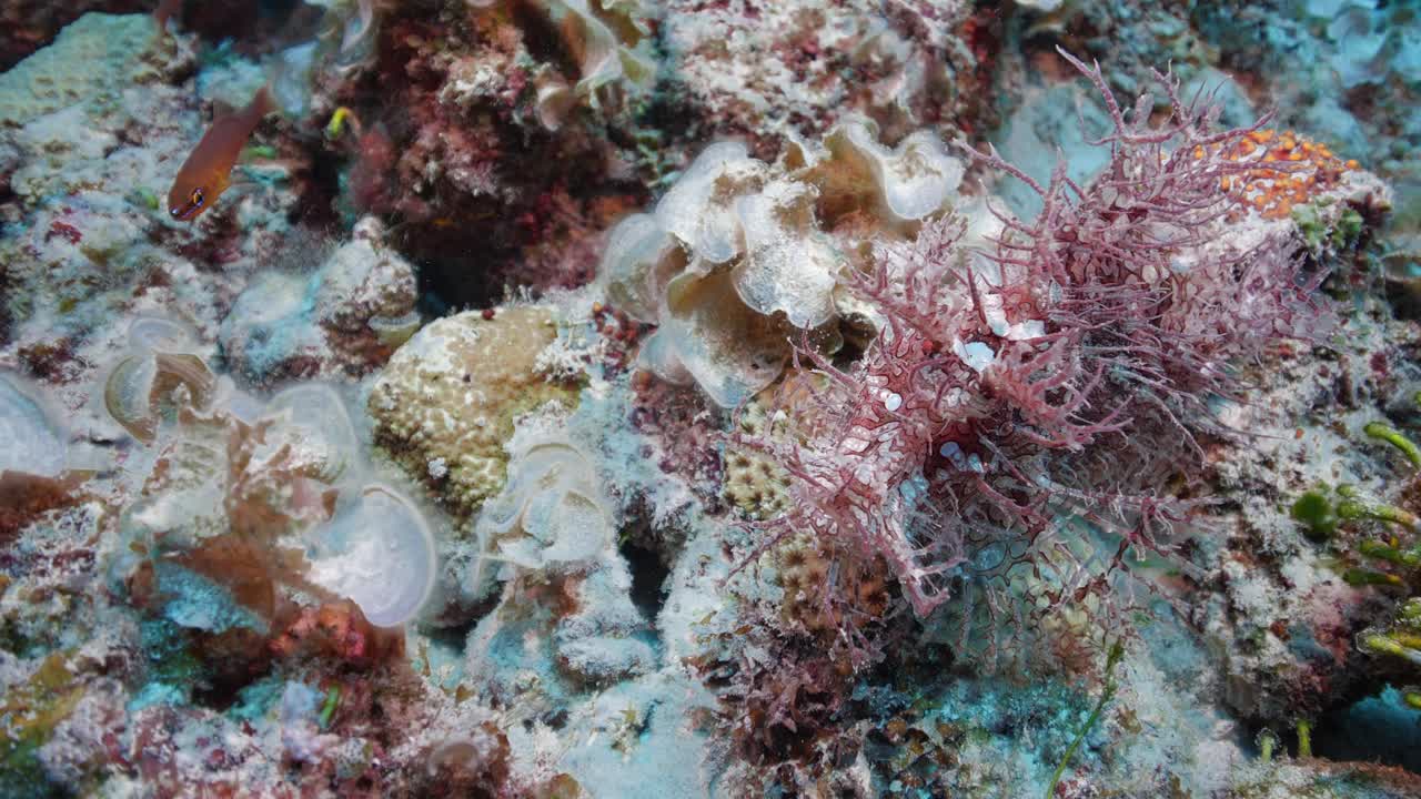 아름다운 분홍색과  ⁇ 색 반점이 있는 코 ⁇ 소가 한 바위에서 다른 바위로 뛰어다니고 있습니다.