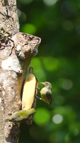 dos hermosos pájaros pico de flores de panza de vientre naranja comiendo plátanos juntos